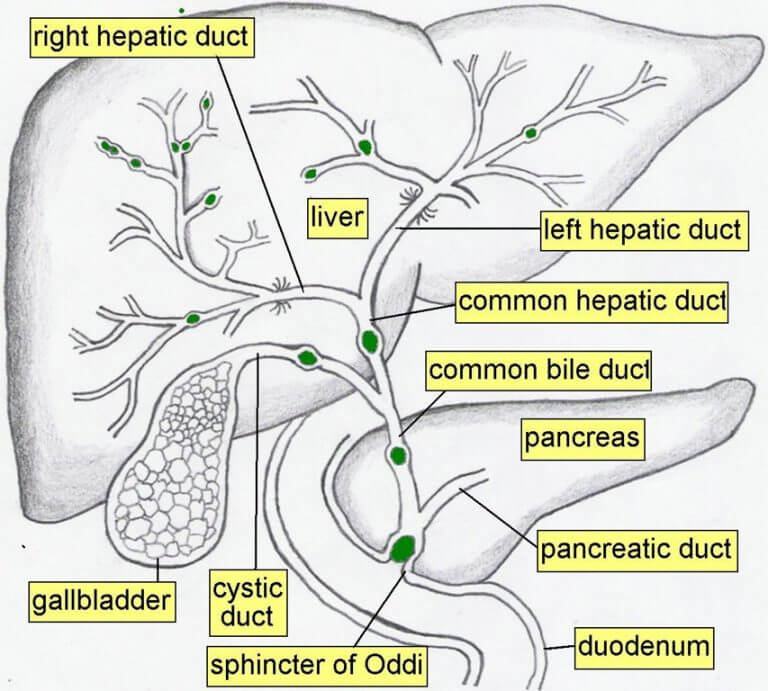 Bí Quyết Giảm Tắc Nghẽn Mật Nhờ Muối Hồng 39 trieu chung tac nghen mat