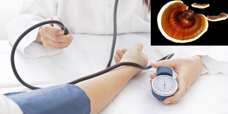 Người huyết áp cao sử dụng nấm linh chi có an toàn không? 41 nấm linh chi cho người cao huyết áp