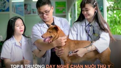 trường dạy nghề chăn nuôi thú ý nghệ an