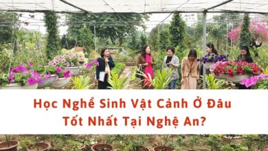 học nghề sinh vật cảnh ở nghệ an
