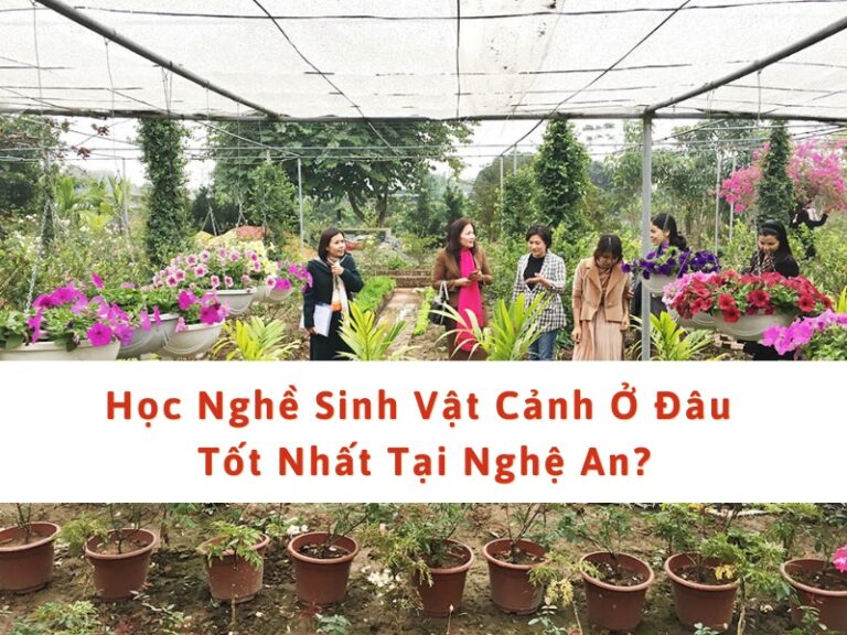 học nghề sinh vật cảnh ở nghệ an